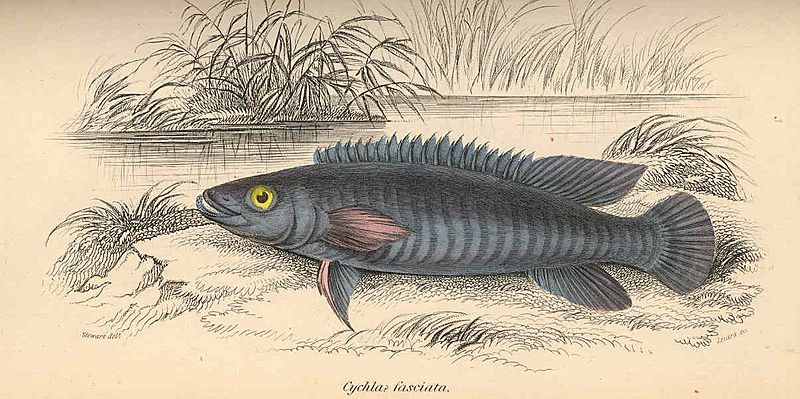FMIB 38633 Cychla fasciata