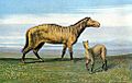F John Series 2 Protorohippus card 5