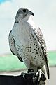 Falco rusticolus 1