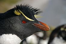 Archivo:Falkland Islands Penguins 83
