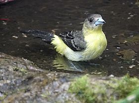 Female flame-rumped tanager (47055187224).jpg