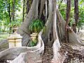 Ficus macrophylla011
