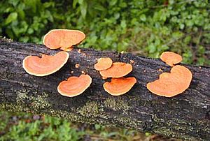 Archivo:Fungi bracket reduced