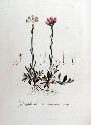 Archivo:Gnaphalium dioicum — Flora Batava — Volume v8