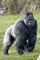 Gorille des plaines de l'ouest à l'Espace Zoologique