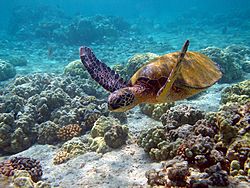 Archivo:Hawaii turtle 2