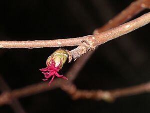 Archivo:Hazel Flower Female