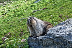 Archivo:Hoary Marmot in Glacier National Park