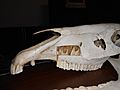 Horse teeth skull 04