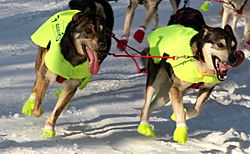 Iditarod dogs in style.jpg
