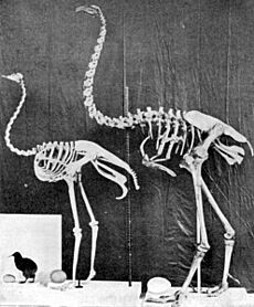 Archivo:Kiwi, ostrich, Dinornis