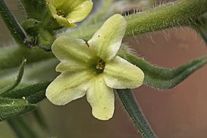 Archivo:Lithospermum ruderale 4147f