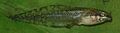Litoria fallax tadpole