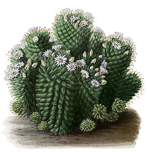 Archivo:Mammillaria glochidiata BlKakteenT64