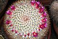 Mammillaria haageana haageana pm
