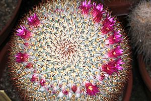 Archivo:Mammillaria haageana haageana pm