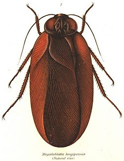 Megaloblatta longipennis (Shel1908-07).jpg