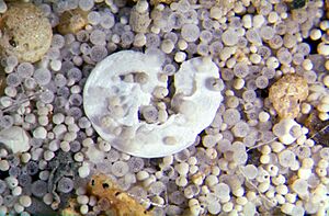 Archivo:Mikrofossils hg