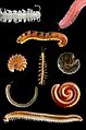 Millipede collage
