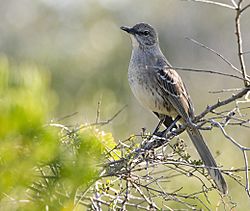 Mimus gundlachii -Ciego de Avila Province, Cuba-8 (2).jpg
