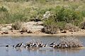 Monjitas o candeleros y avocetas - panoramio