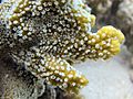 Montipora hispida, pólipos