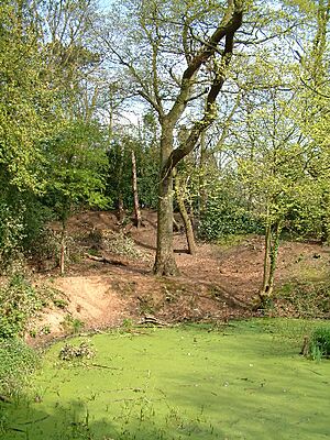 Archivo:Moseley Bog - geograph.org.uk - 89202