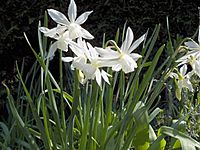 Narcissus Thalia 02