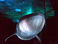 Ozeaneum Stralsund, Ausstellung Riesen der Meere
