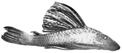 PSM V68 D523 Doras dorsalis an encrusted catfish.png