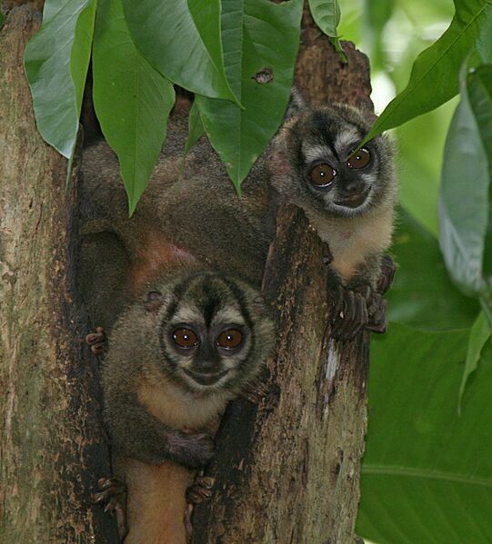 Panamanian Night Monkeys