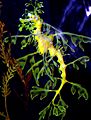 Phycodurus eques