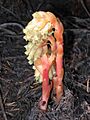 Pinesap-mthood-august2005
