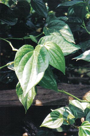Archivo:Piper betel's leaf