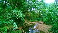 Río de los Negros, Corozal, Puerto Rico