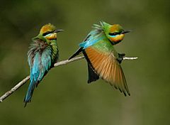 Archivo:Rainbow Bee-eaters Juffs