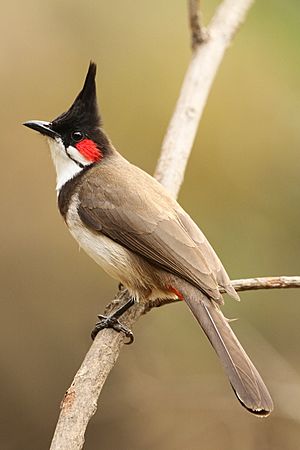 Archivo:Red whiskerd bulbul by David Raju (cropped)