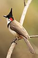 Red whiskerd bulbul by David Raju (cropped)
