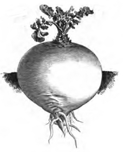 Archivo:Rutabaga à collet vert Vilmorin-Andrieux 1883