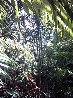 Sago (Metroxylon sagu) in New Guinea.jpg