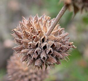 Archivo:Salvia mellifera calyces enclosing fruits 2003-06-09