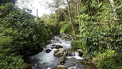 Savegre river. Costa Rica.jpg