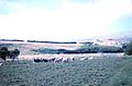 Sheep farming at Hill Cove