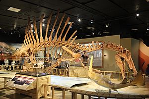 Archivo:Spinosaurus Skeleton Cast at the National Geographic Museum