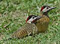 Spot-breasted Woodpecker 700