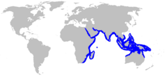 Distribución de la Raya del Arrecife (en azul)