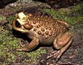 Telmatobufo bullocki — Edgardo Patricio Flores Flores 001