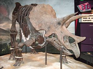 Archivo:Triceratops Science Museum MN