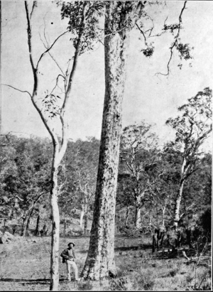 Archivo:Wandoo in Primer of Forestry Poole 1922