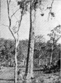 Wandoo in Primer of Forestry Poole 1922